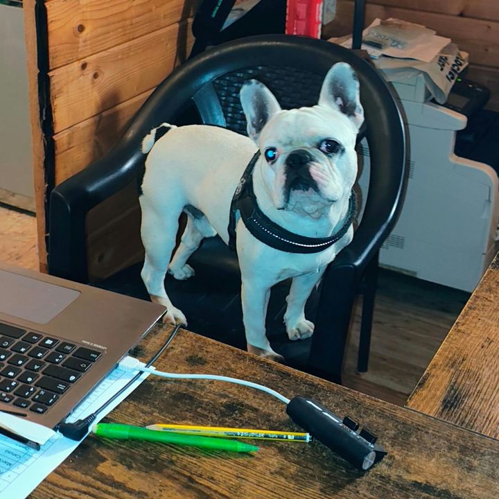 Il bulldog francese, mascotte del circolo